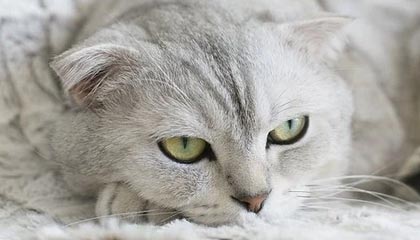 _爱游戏官方_ 中国女足全力以赴，备战重要国际赛事_，女足手游