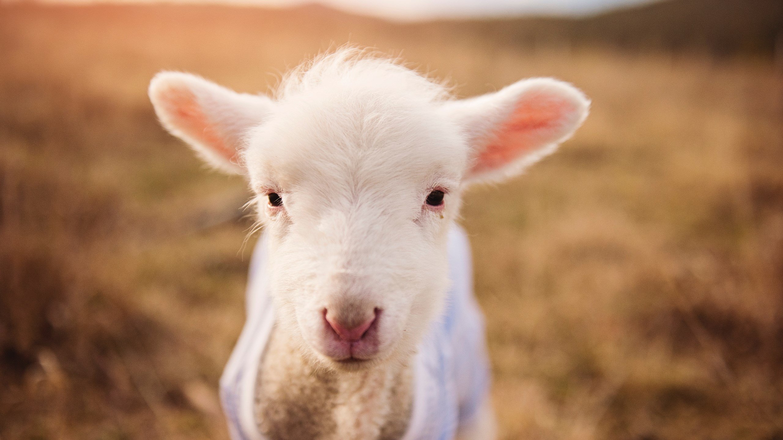 CBA赛事转播创新，增强观众沉浸体验，cba新赛季转播平台