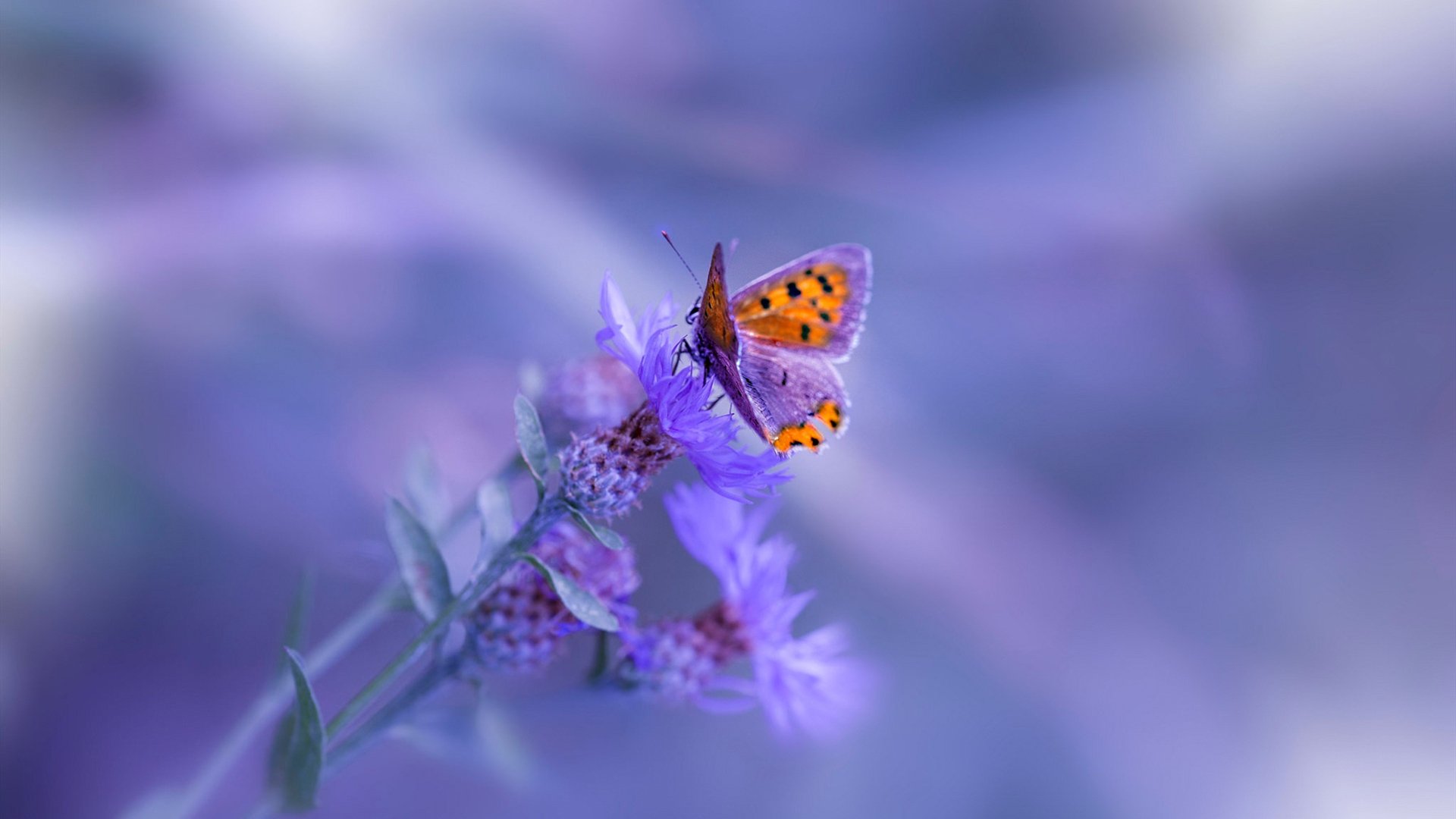 _老鹰队快节奏战术,场面精彩纷呈_,老鹰队teague