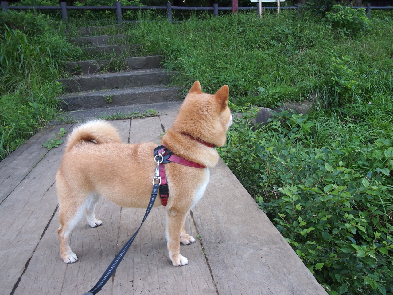 “意甲新秀突破瓶颈,表现抢眼引发热议”,意甲新球衣2021