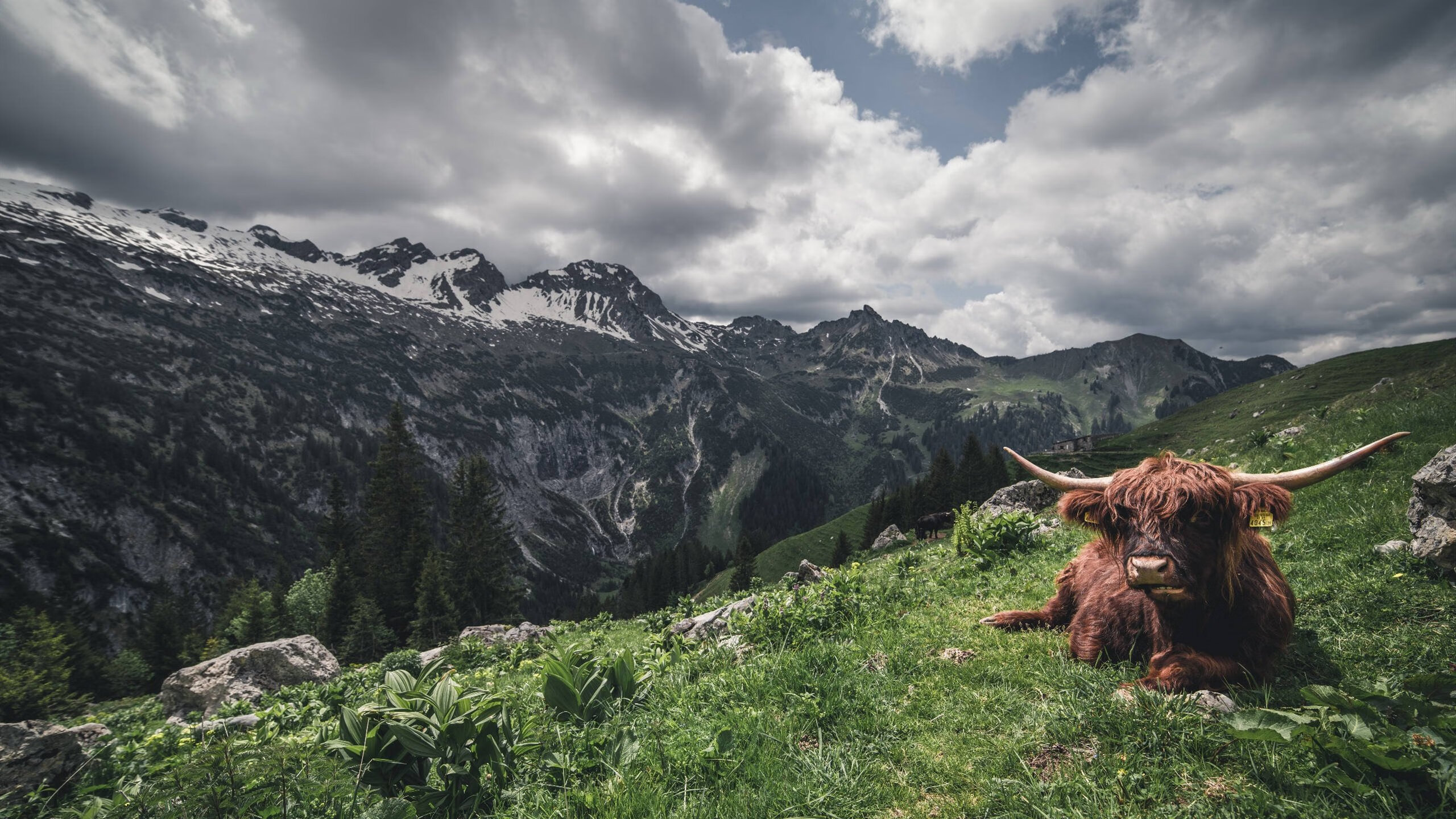“意甲新秀突破瓶颈,表现抢眼引发热议”,意甲新球衣2021