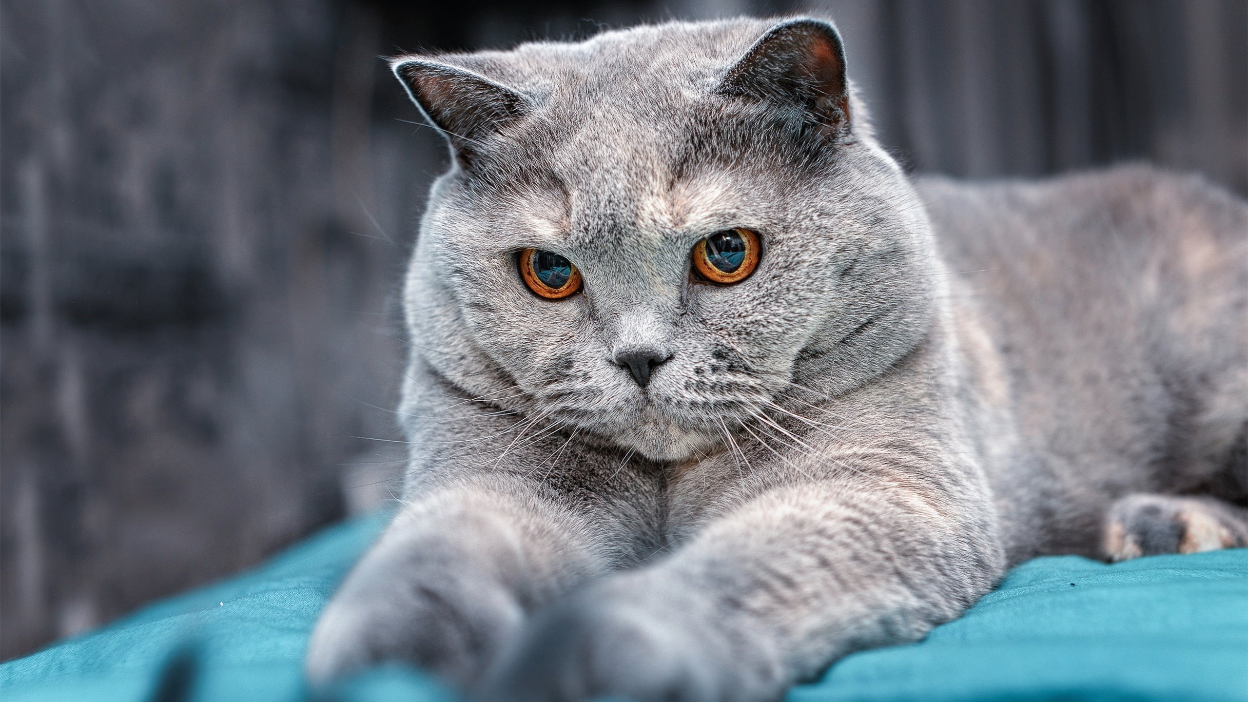 《英雄联盟国际赛场，策略与技巧的巅峰对决》，国际英雄联盟职业联赛