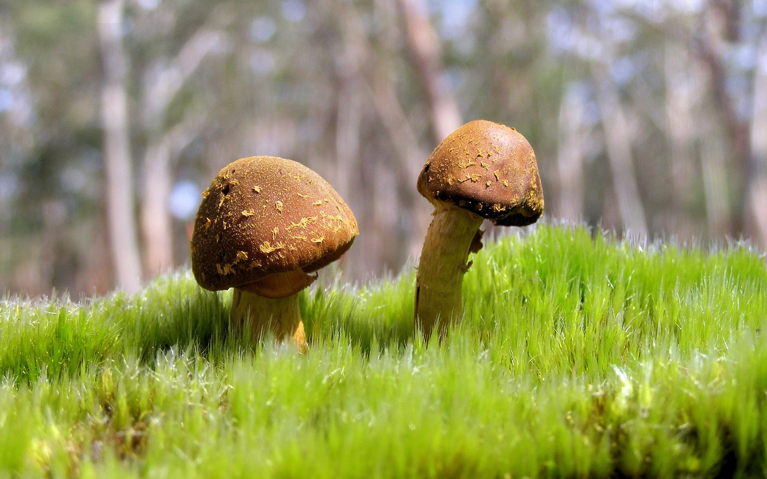 世界篮球日:NBA带动全世界热爱篮球的潮流,播放篮球世界