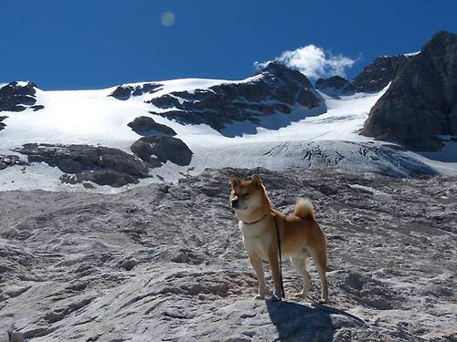 国际花样滑冰明星赛,优雅与力量的结合,国际花样滑冰锦标赛
