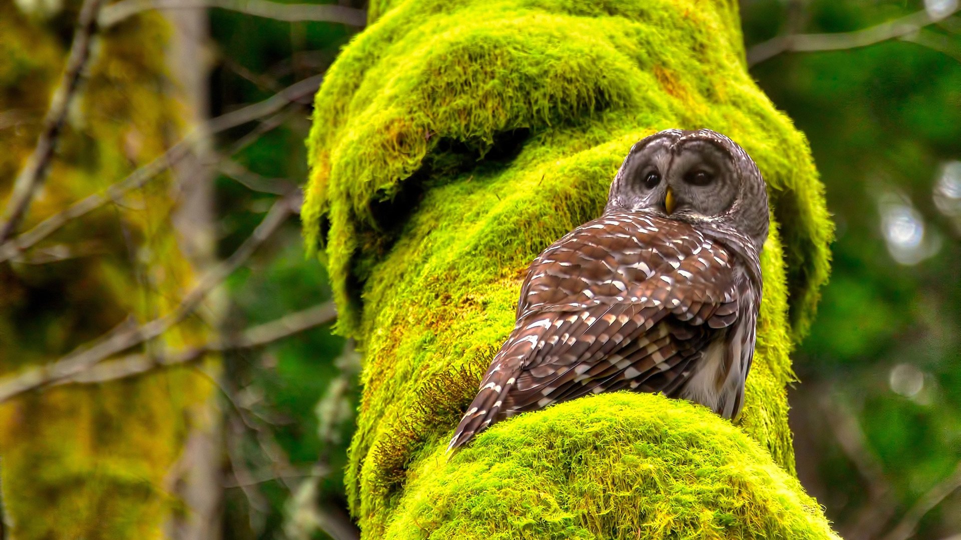 法网激战正酣,纳达尔称这是他“最后一次”,法网击败纳达尔