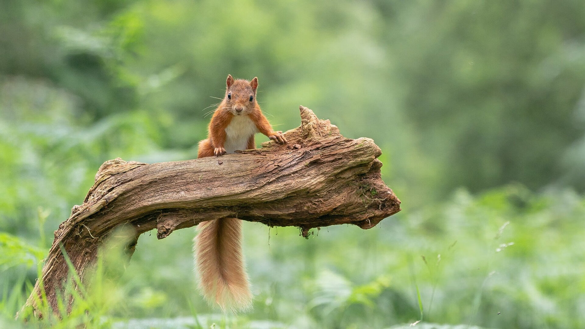 泰国马术协会与学校合作,开展马术教育课程,推广马术文化。,泰国马戏团