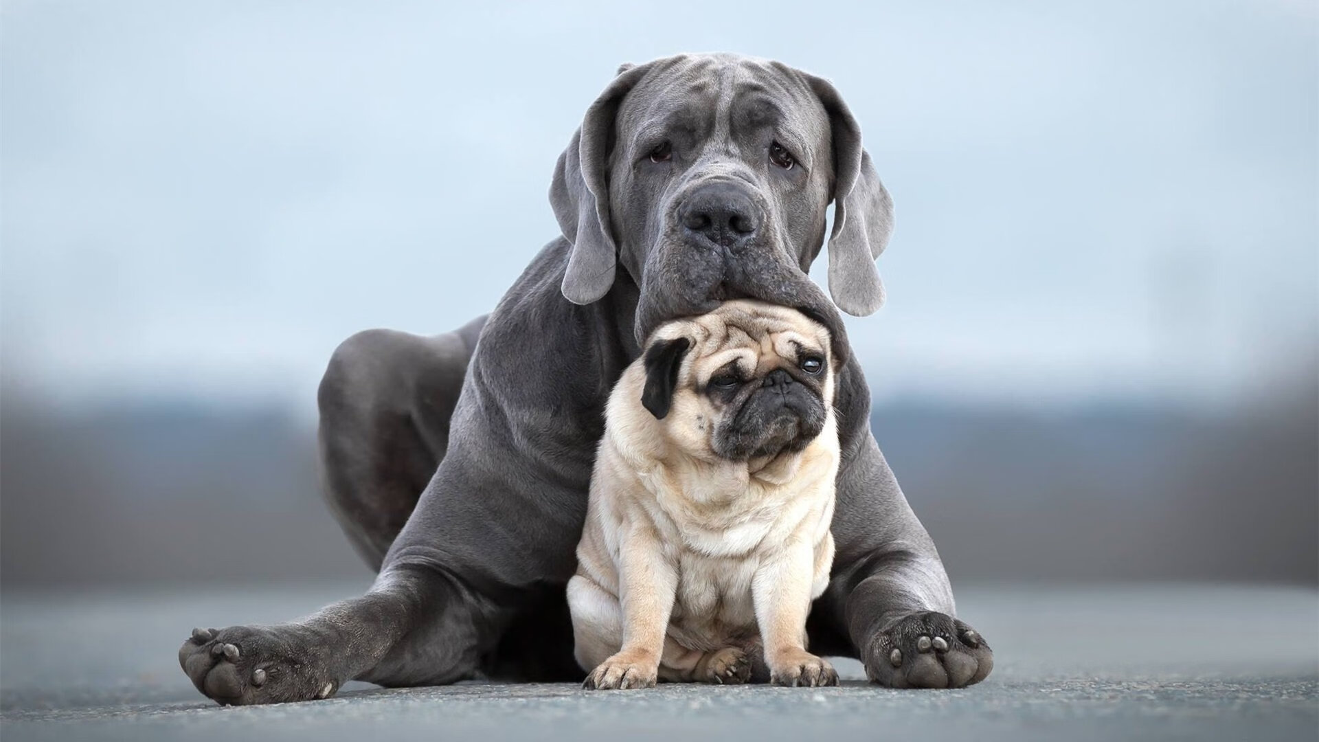 球迷风云：粉丝社群对联盟未来影响巨大，球队粉丝