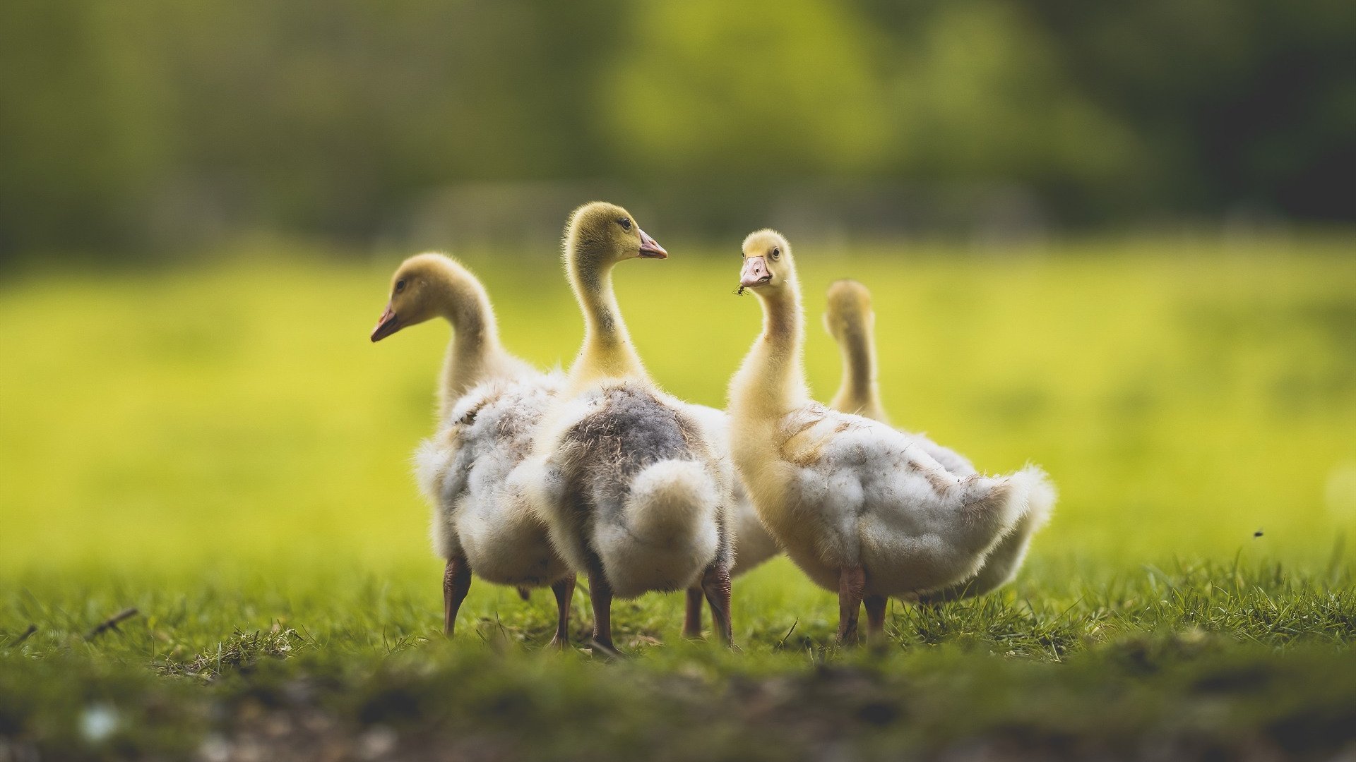 RNG团队参加国际电竞体育论坛，rng电子竞技俱乐部成员国籍