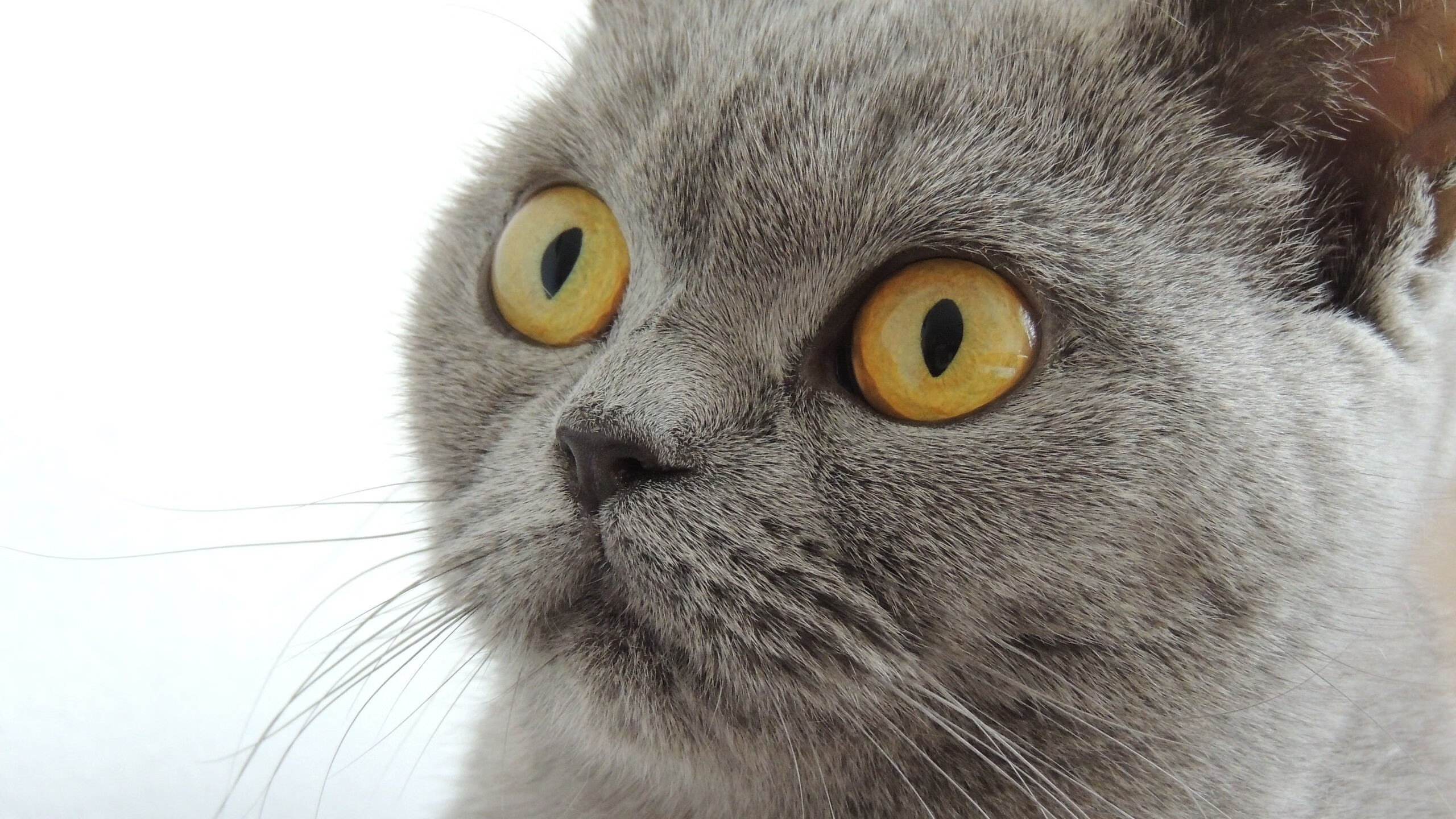 体育与本菲卡、波尔图联赛竞争加剧,波尔图vs费雷拉直播