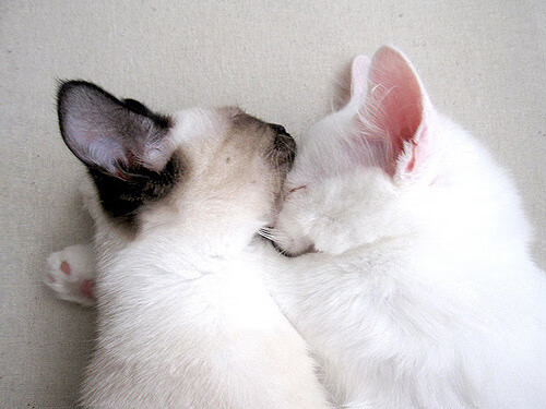 埃弗顿中场创造力强,古迪逊公园盼翻身,古迪逊公园球场扩建