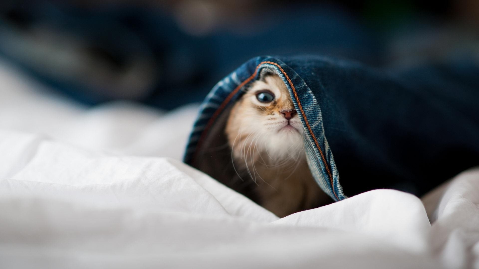 埃弗顿中场组织能力提升,古迪逊公园期待反弹,埃弗顿ds