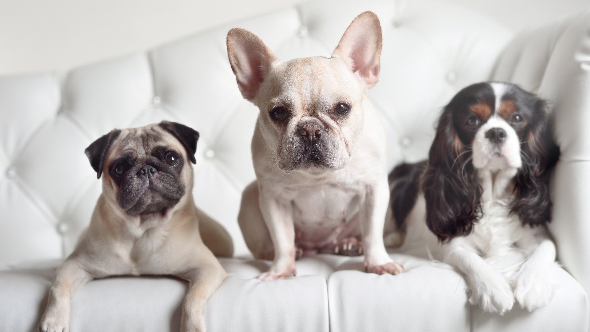 埃弗顿主场优势明显,太妃糖欲重返欧战,埃弗顿官方