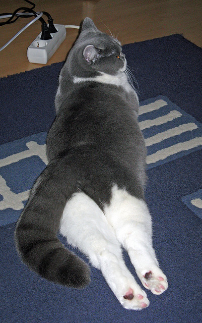 比利时足协解雇国家队主教练多梅尼科·特德斯科。,比利时国家队多库