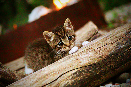 莱比锡主场逆转不来梅,维尔纳建功,莱比锡中场莱默尔
