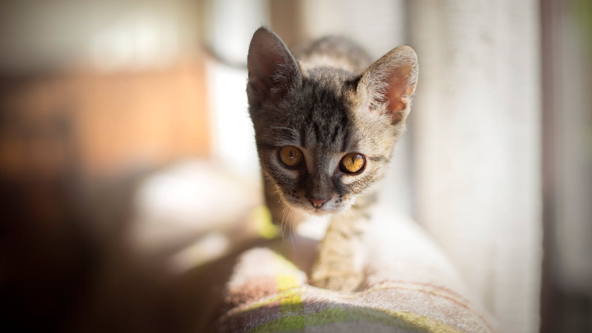 莱比锡主场险胜,德甲榜首位置不动摇,莱比锡主场叫什么