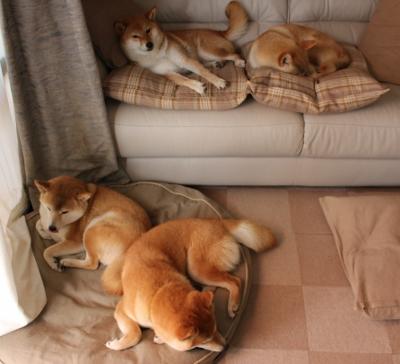 “腰旗美式橄榄球赛：东部新区赛场打造极限竞技新体验”