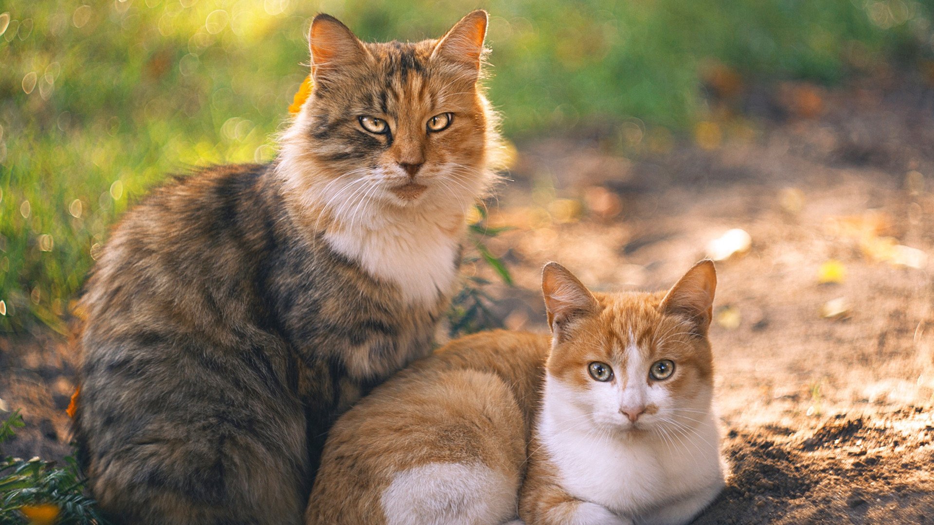 切尔西紧凑站位构建高密度防守线，切尔西的战术特点