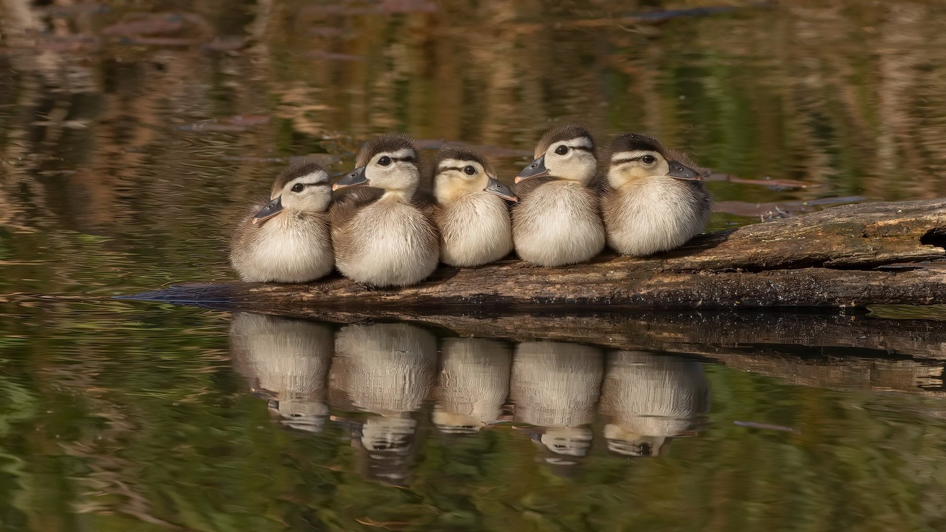 印度赛制解析：如何打破传统，实现现代化发展，印度的比赛