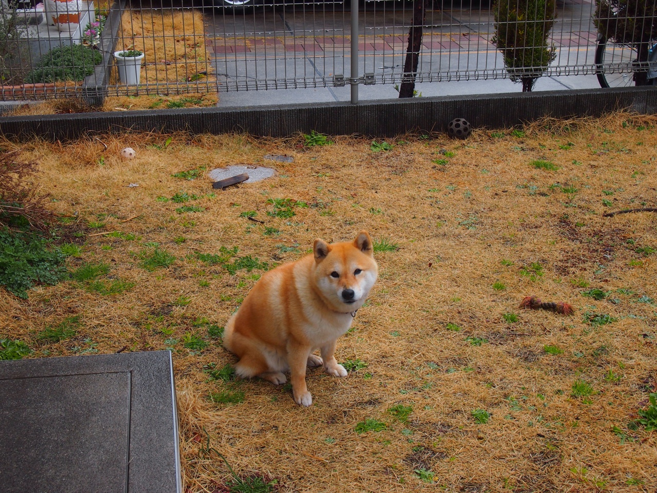 斯佩齐亚积极轮换保持体能优势，斯佩齐亚队服