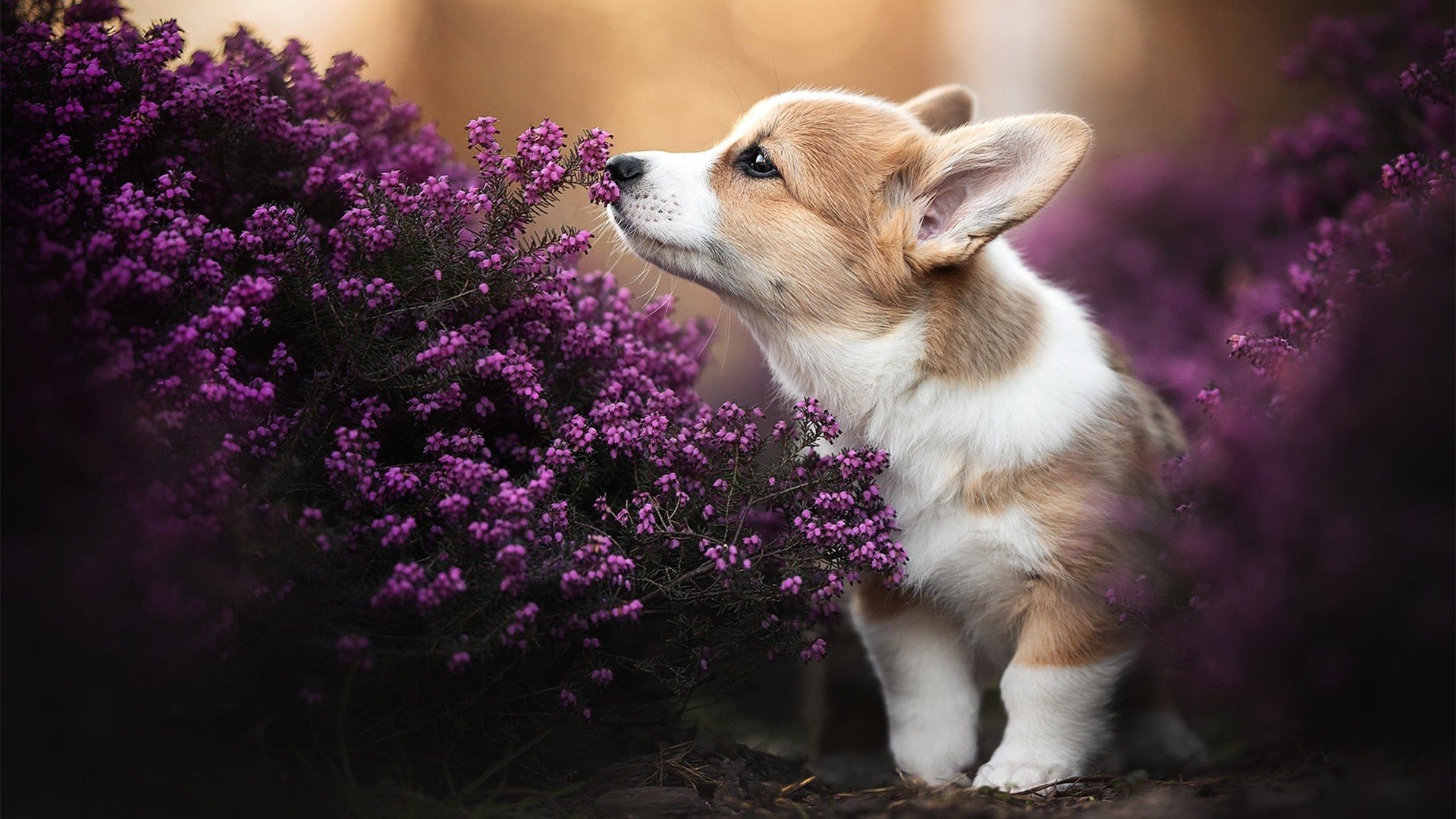 电竞进校园成为潮流 多地高校组建战队，电竞高校联赛方案