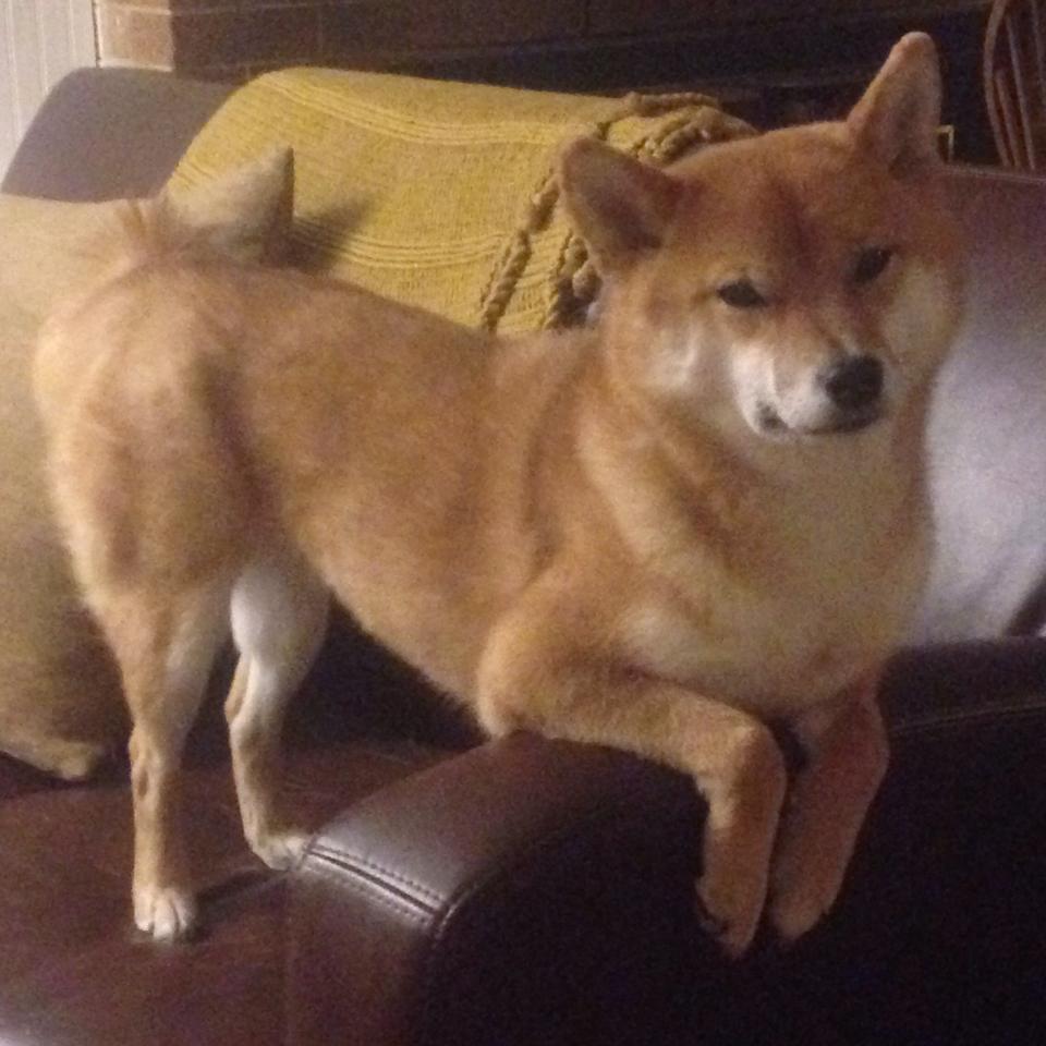 曹缘男子3米跳板决赛展现冠军风采,3米跳板冠军女子