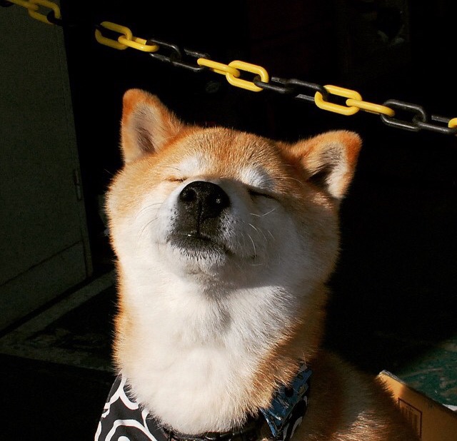 蝶泳项目中立代表队A表现抢眼，蝶泳亚军